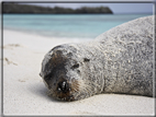 foto Flora e la fauna della Isole Galapagos